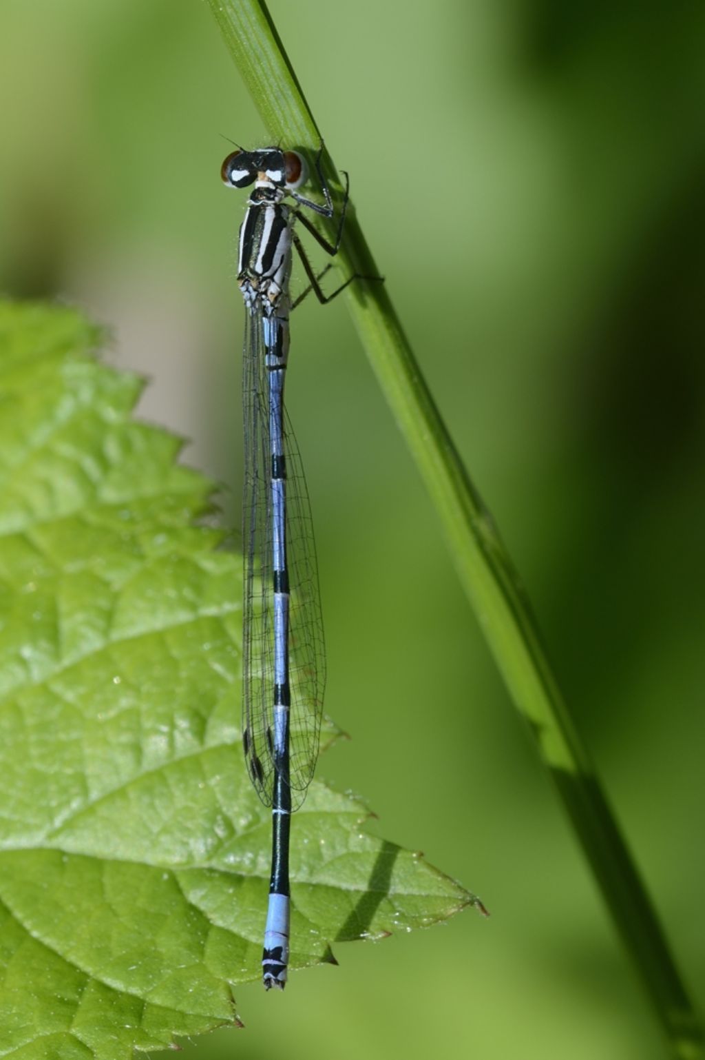Coenagrion puella